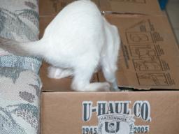 kittens - 071307 38